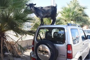Ara&ccedil;ların &uuml;zerinden beslenen ke&ccedil;iler dikkat &ccedil;ekti