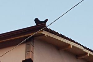 &Ccedil;atıya &ccedil;ıkan tavuk kuş gibi u&ccedil;arak yere indi