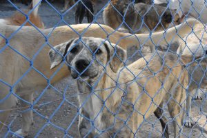 Yazlık&ccedil;ılar her yıl onlarca k&ouml;peği sokağa bırakıyor