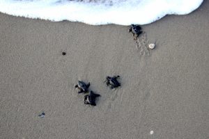 Belek'te 70 bin yavru caretta caretta denizle buluştu