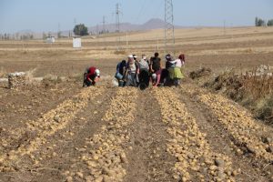 Patates &uuml;reticisi tanzim satışı istiyor