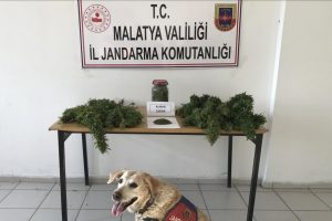 Esrar ve kenevir ele ge&ccedil;irildi
