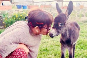 Sezen Aksu'nun 'Boza'sı yaşama tutunmaya &ccedil;alışıyor!