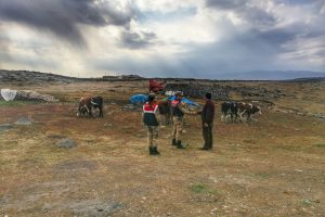 Arpa&ccedil;ay'da kaybolan hayvanlar bulundu