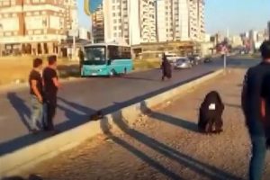 Paraş&uuml;t&ccedil;&uuml; karayoluna indi