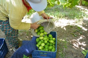 Muğla'da hasat zamanı