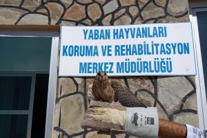 Yaralı Kızıl Şahin ve Kerkenez tedavi altına alındı