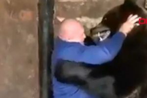 Rus d&ouml;v&uuml;ş&ccedil;&uuml;, ayıyla antrenman yaptı