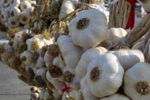 Sarımsak ithalatında g&uuml;mr&uuml;k vergisi d&uuml;ş&uuml;r&uuml;ld&uuml;