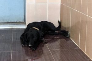 Av t&uuml;feğiyle vurulan sokak k&ouml;peği &ouml;ld&uuml;