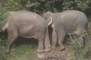 Tayland'da şelale havuzuna d&uuml;şen 6 fil &ouml;ld&uuml;