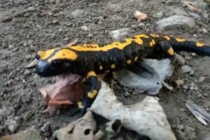 Toros Dağları eteklerinde 'semender' g&ouml;r&uuml;nt&uuml;lendi