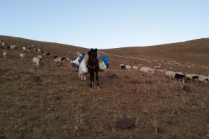S&uuml;r&uuml;lerin d&ouml;n&uuml;ş yolculuğu başladı