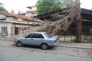 Otomobilin &uuml;zerine kavak ağacı devrildi