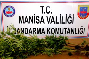 Ekipler hint keneviri buldu