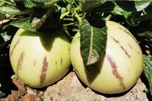 Torosların eteğinde pepino hasadı