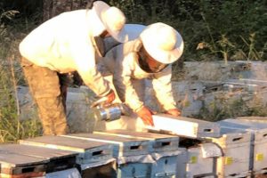 Arı kovanlarının i&ccedil;erisinde 152 kilo eroin ele ge&ccedil;irildi