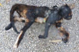 Bursa'da yakılarak telef edilen kedi bulundu!