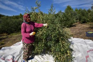 Hibe ile sofralık zeytin fabrikası kurdu