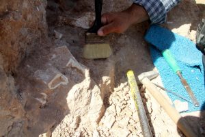 Kayseri'de 8 milyon yıllık yeni fosiller bulundu