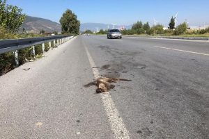 Su samuru karayolunda ezildi