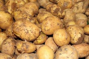 Yozgat'ta yerli patates hasadı