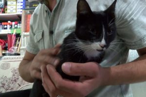 5'inci kattan d&ouml;rt ayak &uuml;st&uuml;ne d&uuml;şt&uuml;