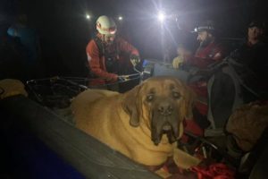 Mastiff cinsi k&ouml;pek yorulunca kurtarma ekibi devreye girdi