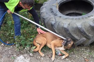 Otomobilin &ccedil;arptığı k&ouml;peğin yardımına koştular