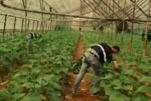 &Ouml;rt&uuml;altı ka&ccedil;ak Hint keneviri &uuml;retimine jandarma baskını