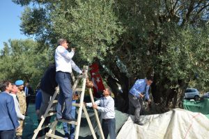 Bin 657 yaşındaki ağa&ccedil;tan zeytin hasadı