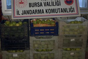 Bursa'da bah&ccedil;eden 300 kilo armut &ccedil;aldılar