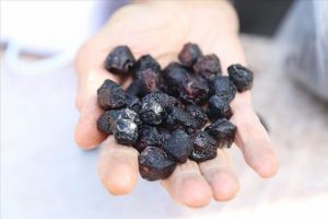'Hasarlı kirazları' kurutarak ekonomiye kazandırıyorlar