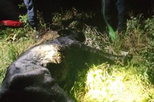 Sakarya Nehri'ne d&uuml;şen inek kurtarıldı