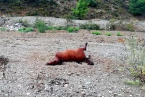 Marmaris'te 3 at t&uuml;fekle &ouml;ld&uuml;r&uuml;ld&uuml;