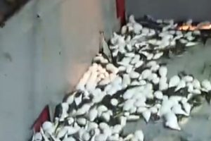 Y&uuml;zlerce balon balığı ağa takıldı