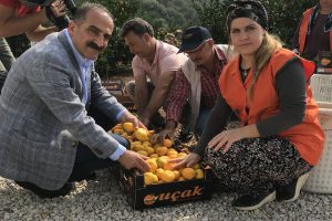 Mandalinanın ihracat yolculuğu başlıyor