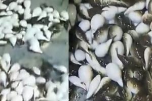 "Bu balık denizin piranası"