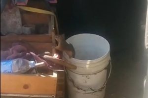 Her g&uuml;n eksilen cevizlerin sebebi ortaya &ccedil;ıktı