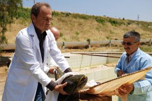Barajlara 1 milyon 420 bin yavru balık bırakıldı