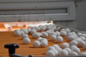 Yumurta &uuml;reticileri Afrika pazarı i&ccedil;in lojistik desteği bekliyor