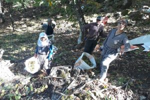 Simav kestanesinde hasat erken başladı