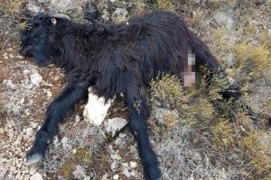 Dağda unutulan 5 ke&ccedil;i kurtlar tarafından telef edildi