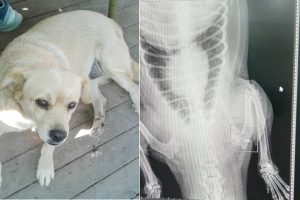 Vicdansızlar k&ouml;peği pompalı t&uuml;fekle vurdu