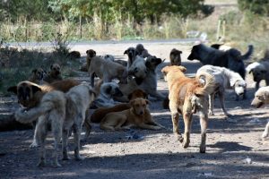 Edirne'de sokak k&ouml;pekleri 'bakımsızlıktan &ouml;l&uuml;yor' iddiası