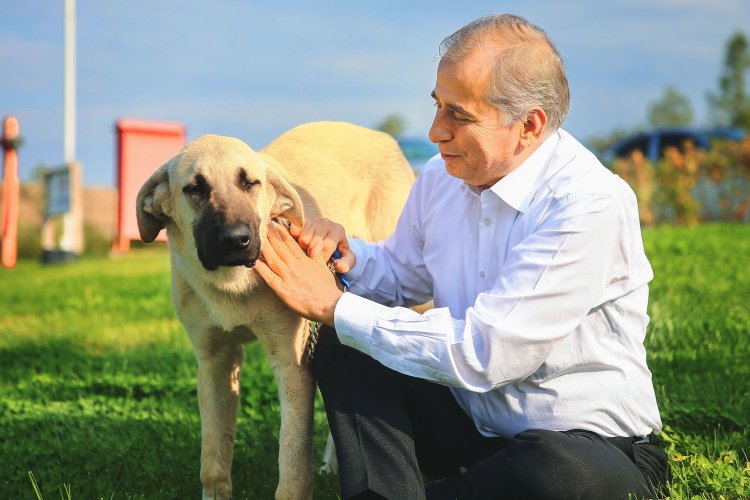 Sopayla acımasızca d&ouml;v&uuml;len k&ouml;pek artık 'Mutlu' olacak