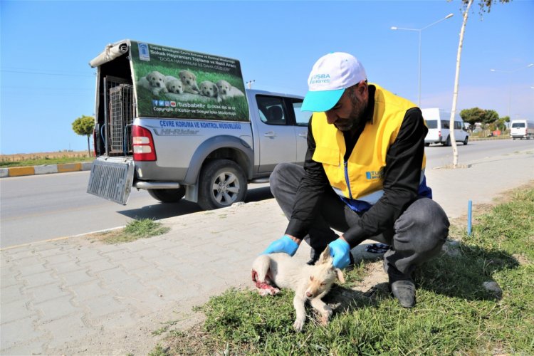 Yaralı k&ouml;peğe Tuşba Belediyesi sahip &ccedil;ıktı