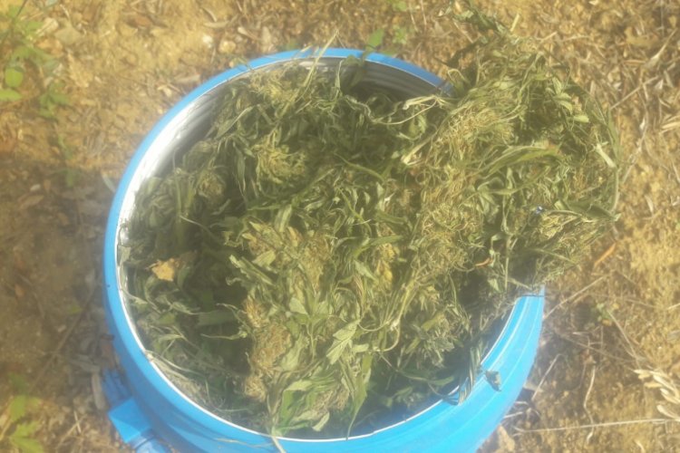 Bursa'da ceviz bah&ccedil;esine g&ouml;m&uuml;l&uuml; 10 kilo esrar ele ge&ccedil;irildi