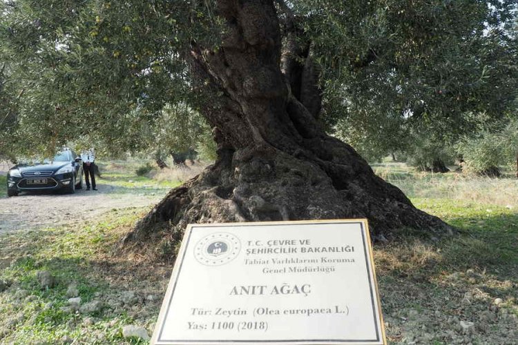 100 yaşındaki anıt zeytin ağacı tescillendi