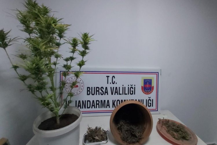 Bursa'da lokantada 1 kilo 100 gram esrar ele ge&ccedil;irildi